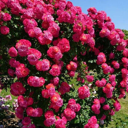 Twisora™ Elegant Climbing Rose Flower Seeds