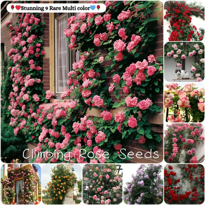 Twisora™ Elegant Climbing Rose Flower Seeds